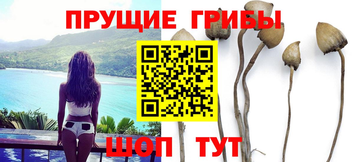 Красноярск  Псилоцибиновые грибы GOLDEN TEACHER  Вход с VPN 